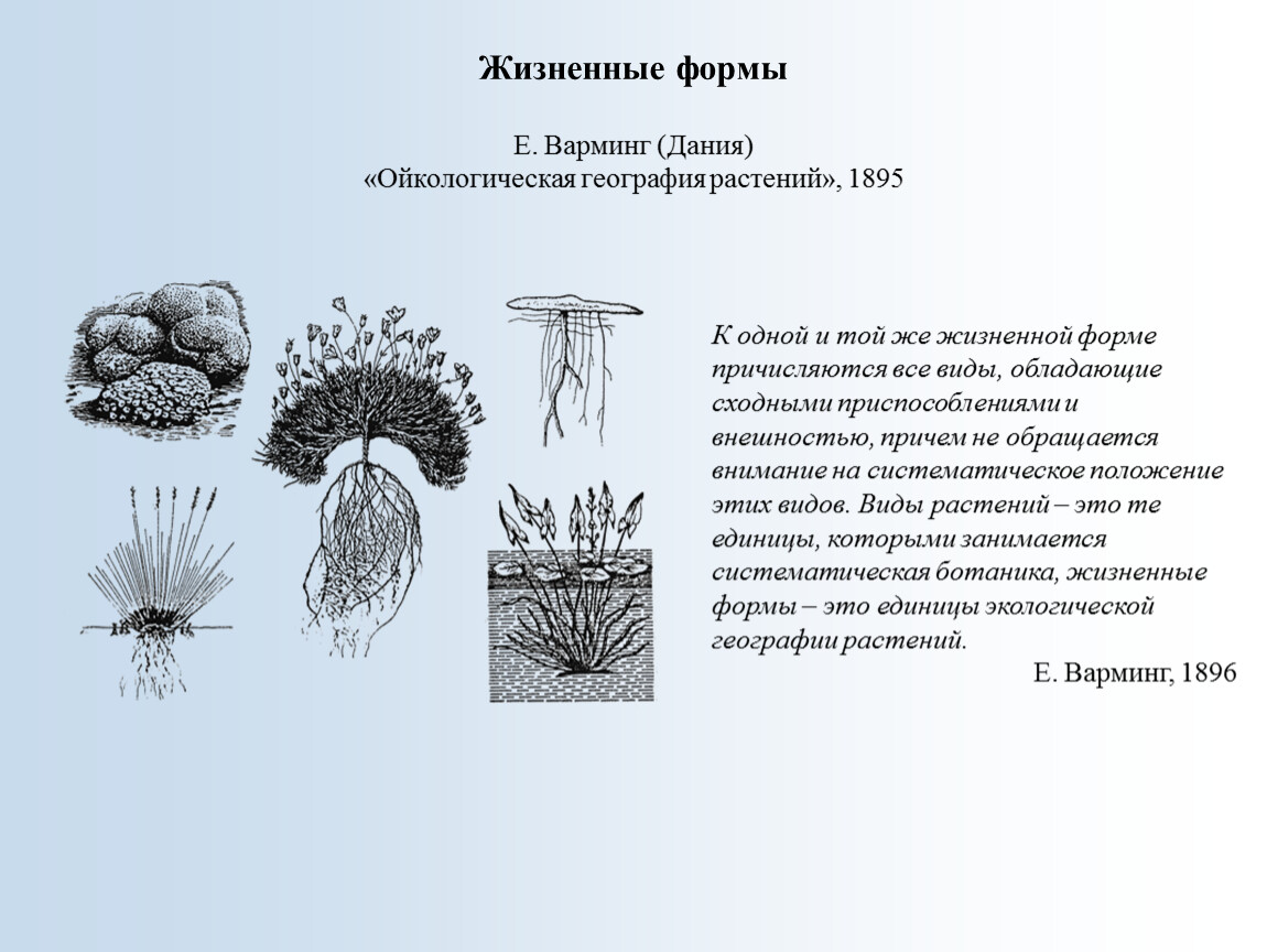 Жизненные формы Е. Варминг (Дания) «Ойкологическая география растений», 1895