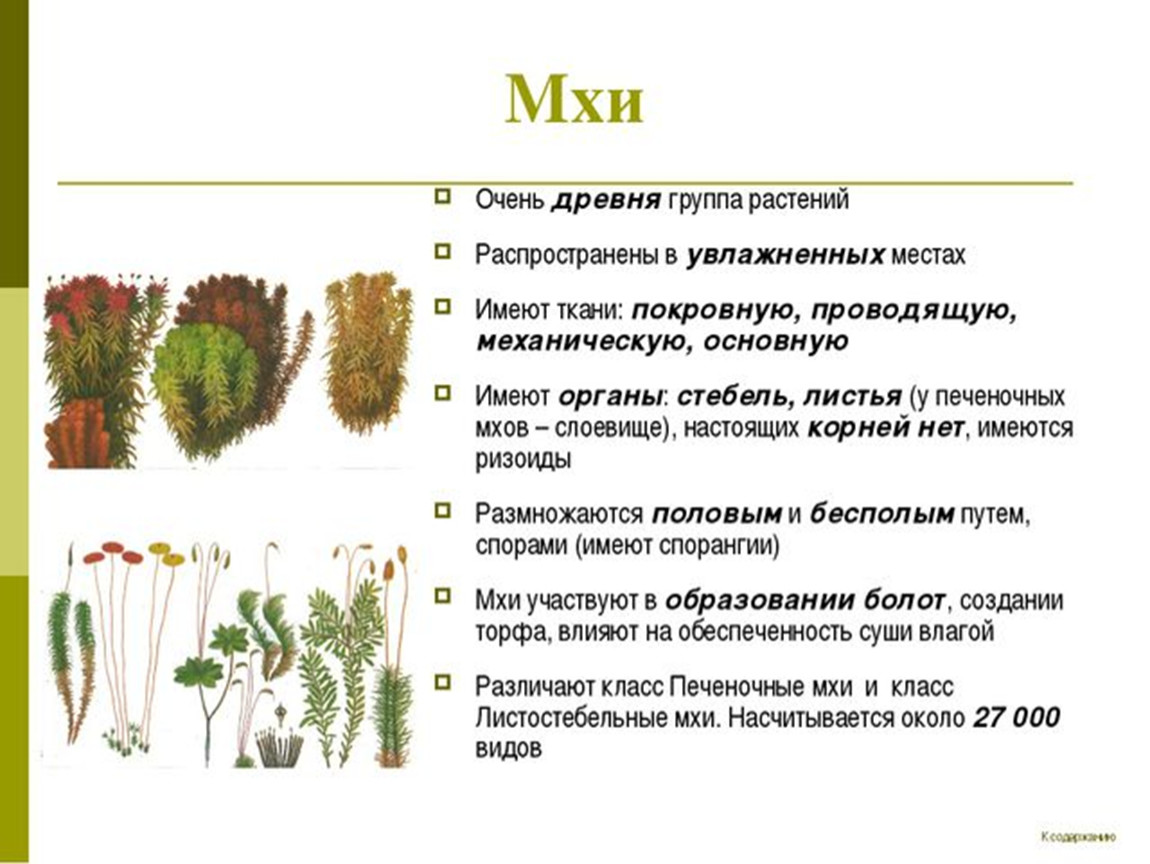 Высшие растения биология 7. Мхи (Моховидные ) представители 5 класс биология. Растения отдела Моховидные таблица. Характеристика отдела Моховидные 9 класс. Биология 7 тема отдел Моховидные растения.