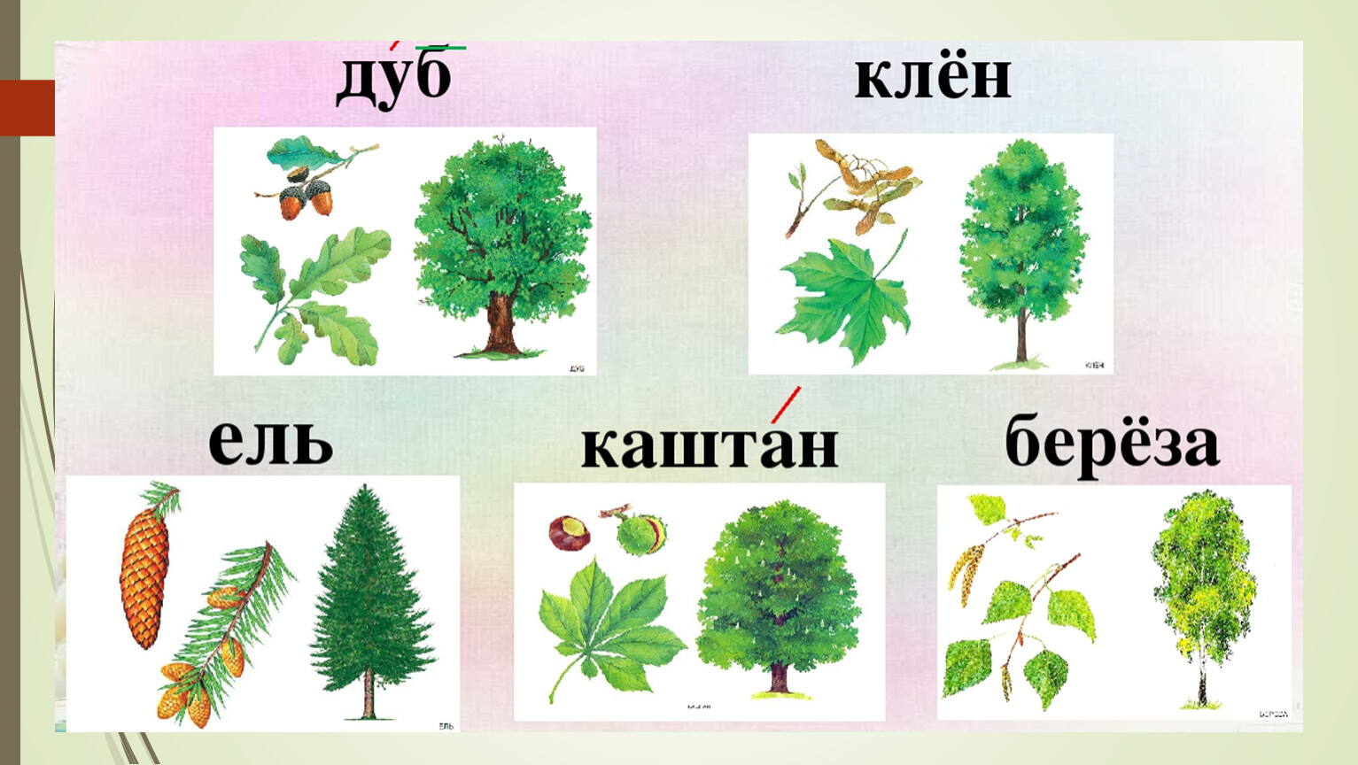 деревья с шишками фото и названия лиственные