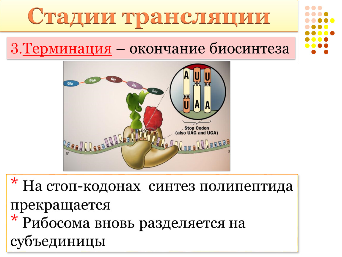 Синтез белка в клетке презентация