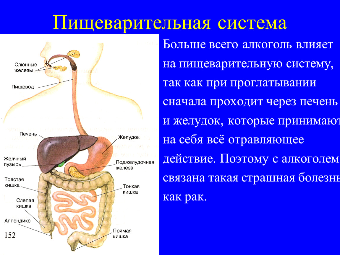 Пищевод желудок желчный пузырь. Пищеварительная система человека. Влияние спирта на пищеварительную систему.