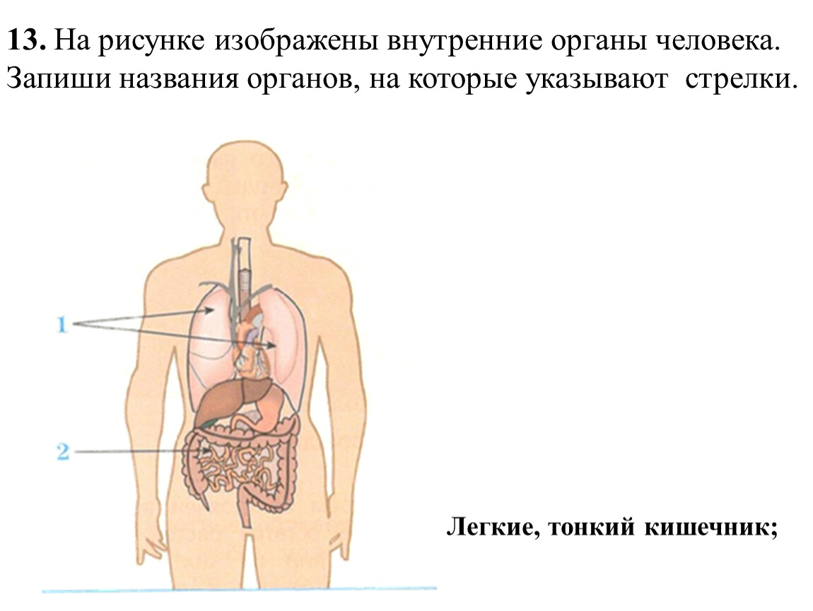 Внимательно рассмотрите рисунок на котором изображена одна из систем органов человека