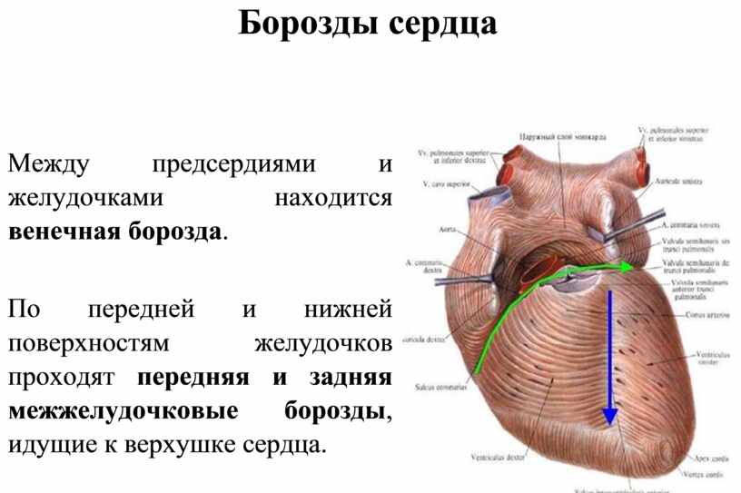 Венечная борозда головки фото