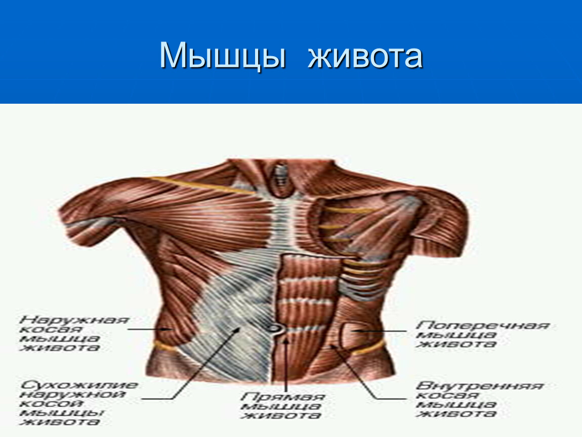 8 мышцы живота. Мышцы живота биология 8 класс. Строение мышц живота. Мышцы живота анатомия. Мышцы груди и живота.