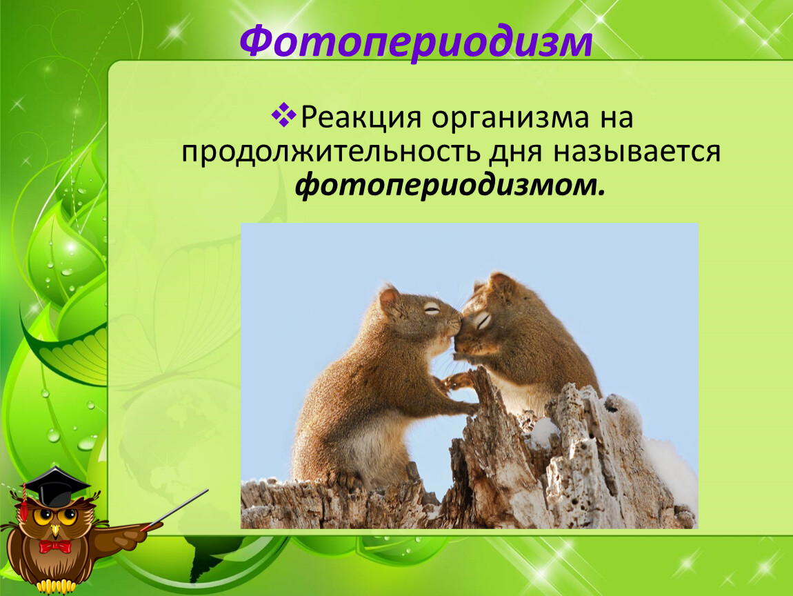 Фотопериодизм у организмов