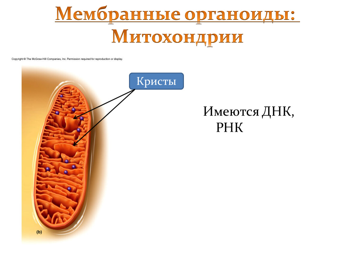 Митохондрии имеют строение. Митохондрии строение органоида. Митохондрии это мембранный органоид. Митохондрии имеют Кристы. Митохондрия функции 6 класс биология.