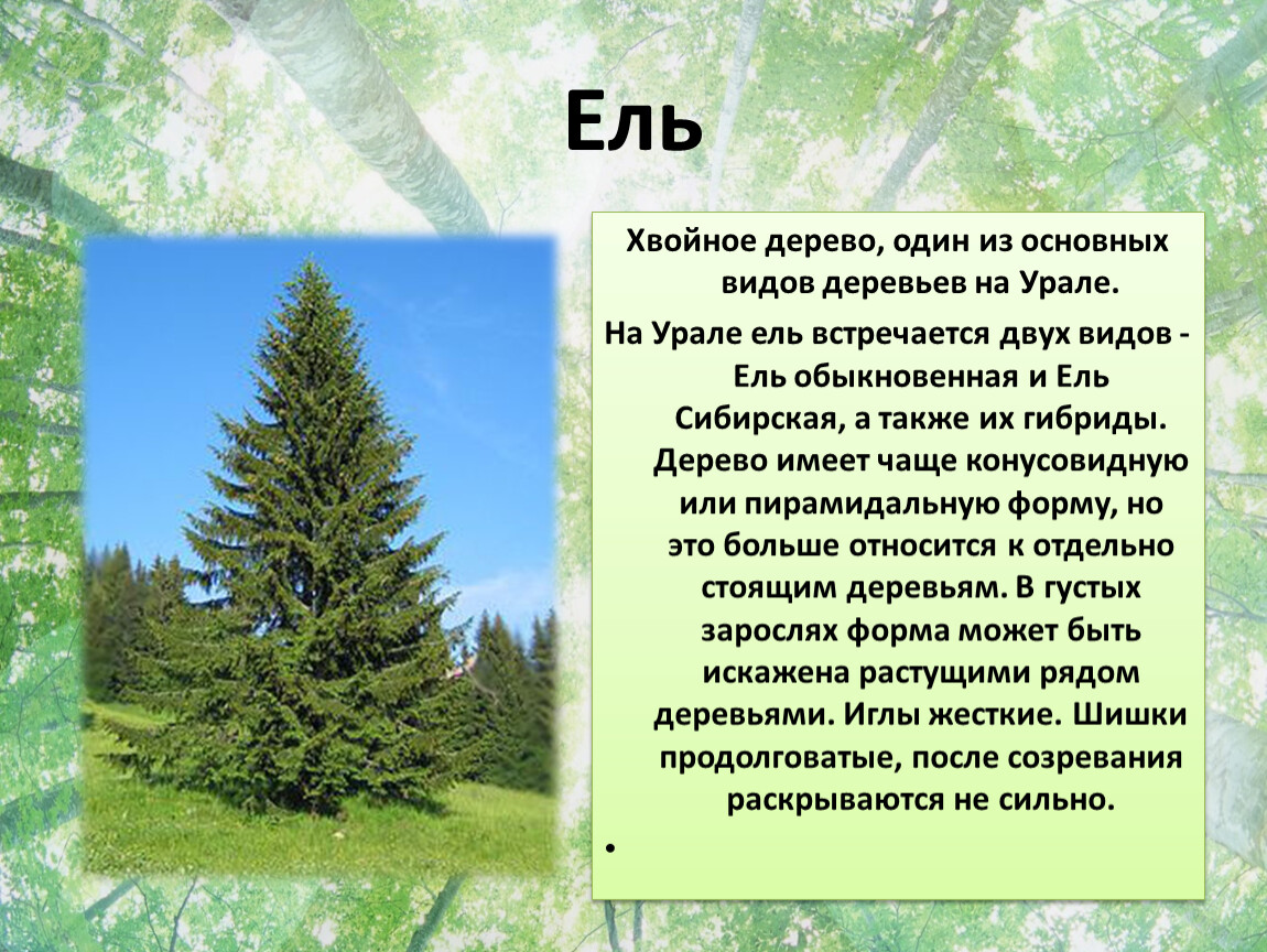 Количество хвойных. Хвойные деревья Урала. Деревья Урала ель. Виды деревьев на Урале. Хвойные деревья презентация.