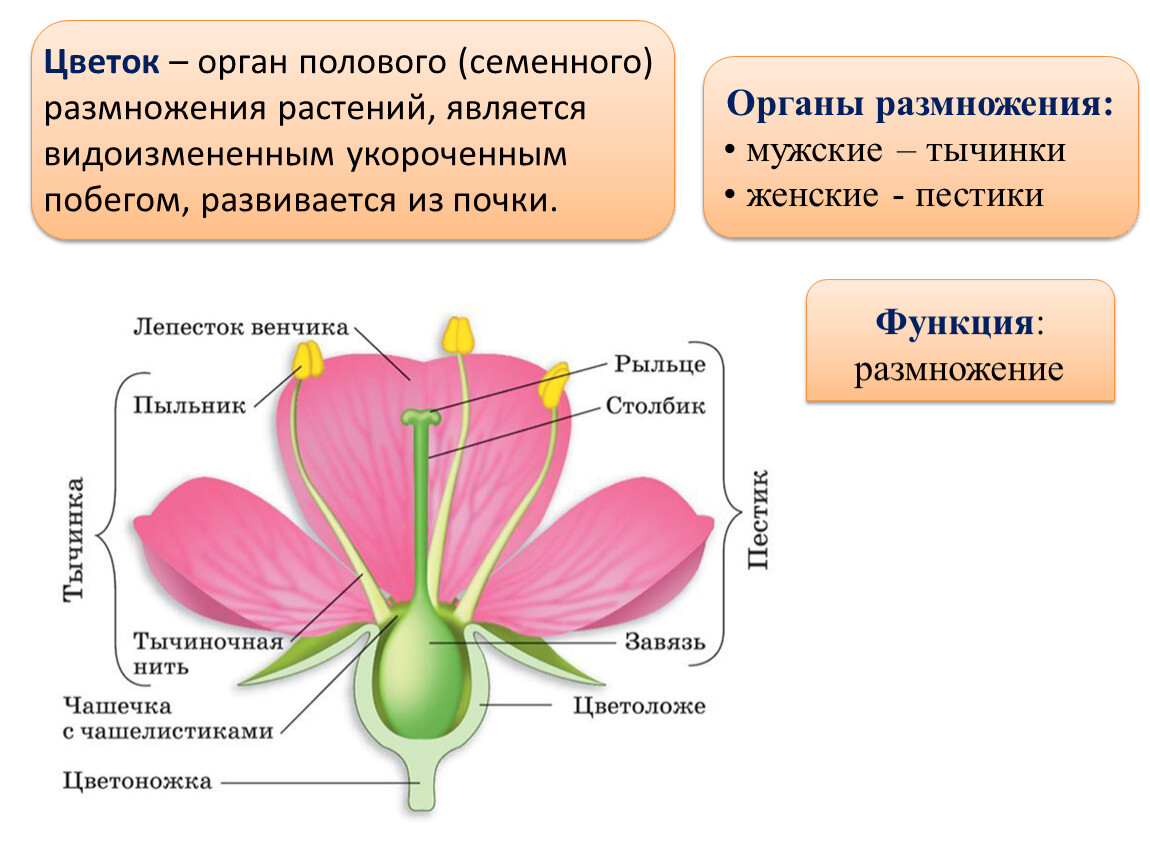 Какое размножение у цветов