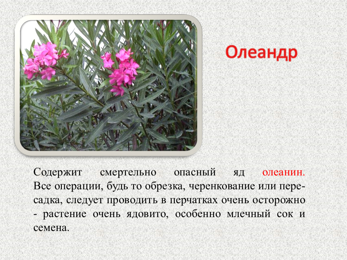 Растения в сочи названия и фото и описание