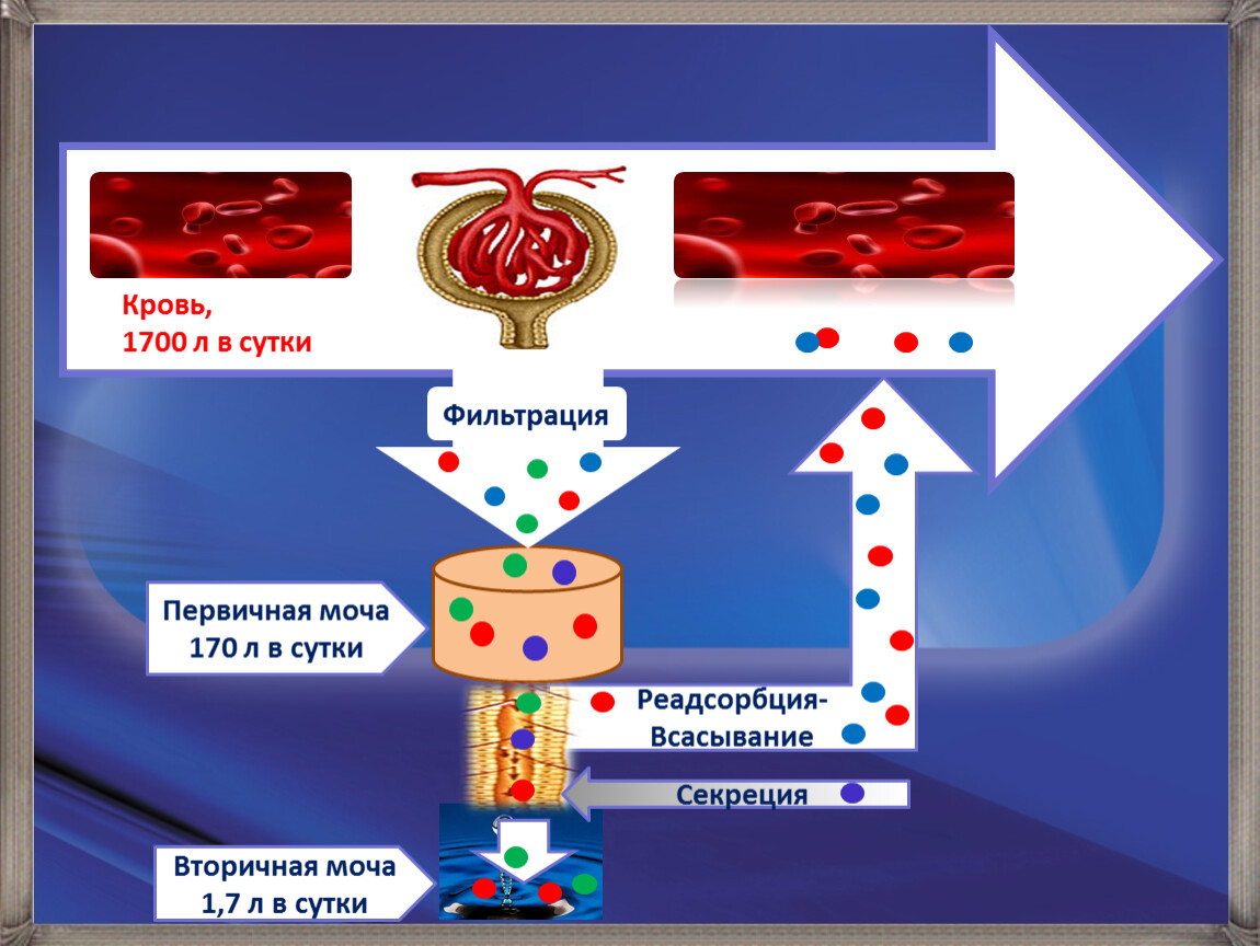 Первичный этап фильтрации крови