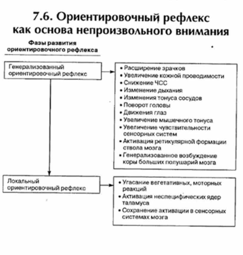 Ориентировочный рефлекс. Безусловные рефлексы ориентировочные. Внимание и Ориентировочный рефлекс. Локальный Ориентировочный рефлекс.