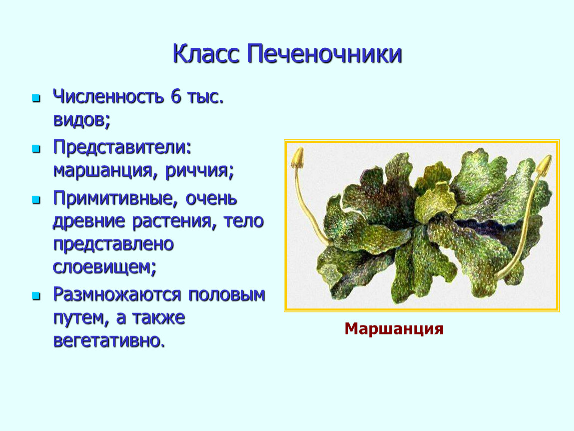 Мхи печеночники рисунок