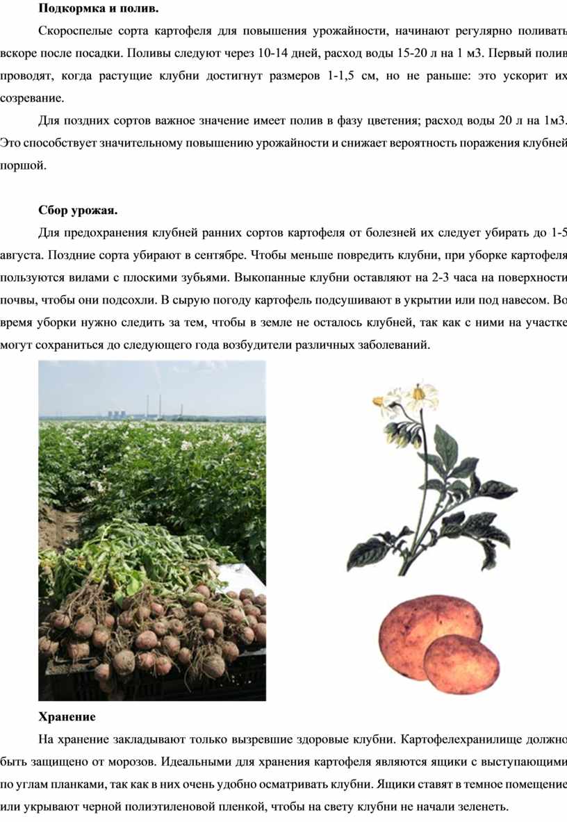 Подкормка и полив. Скороспелые сорта картофеля для повышения урожайности, начинают регулярно поливать вскоре после посадки