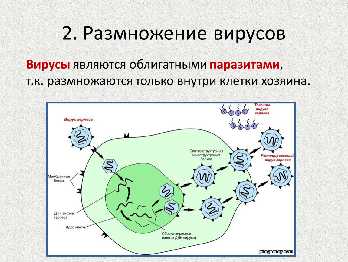 Как происходит размножение вирусов вызывающих спид. Способы размножения вирусов. Механизм размножения вирусов. Как происходит размножение вирусов.