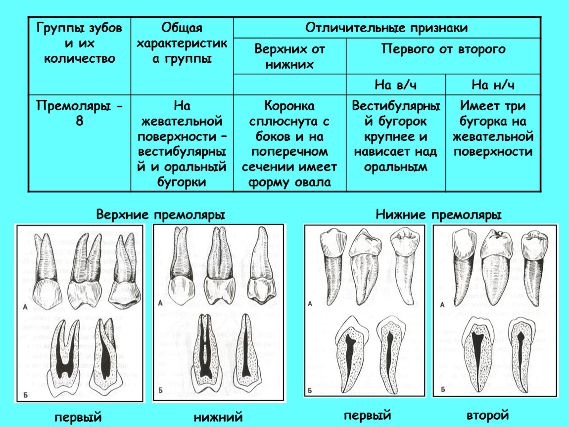 Почему зубы отличаются между собой у разных. Премоляр корень первый Нижний. Зубы премоляры верхней челюсти. Премоляр верхней челюсти анатомия.