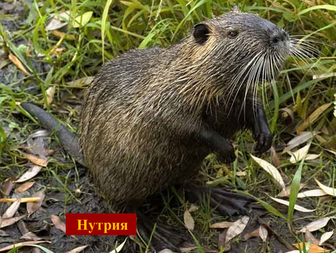 Бобер с тонким хвостом