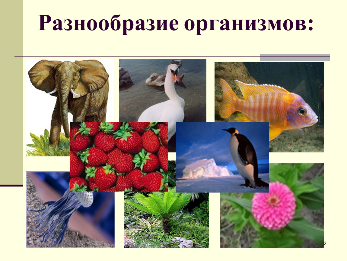 Фото живых организмов. Разнообразие организмов. Разнообразные живые организмы. Разнообразие живых организмов. Многообразие живых организ.