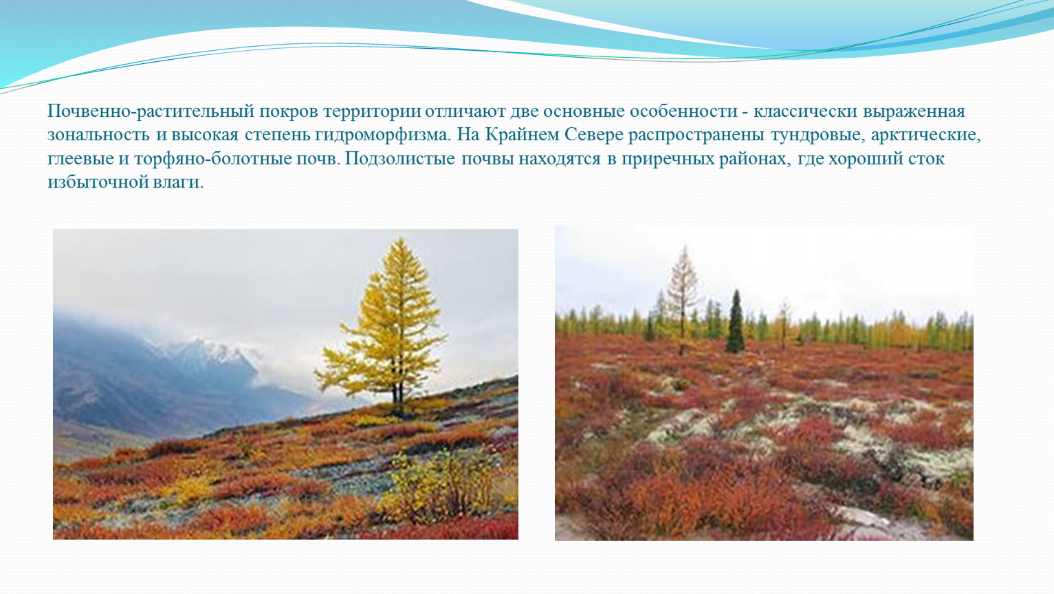 Растительный покров тайги отличается малым видовым разнообразием. Почвенно растительный Покров. Арктические и тундровые почвы. Арктические и тундровые глеевые почвы. Почвы крайнего севера.