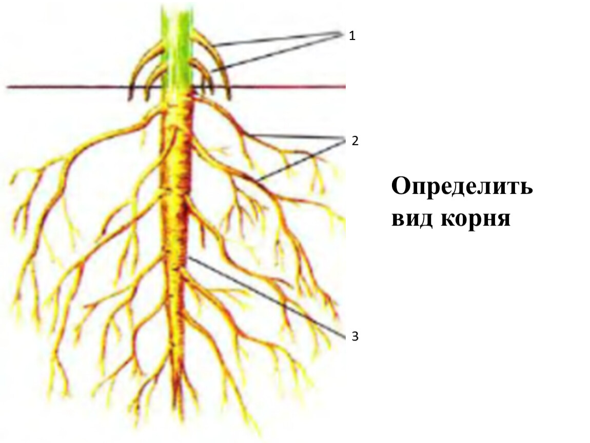 Korijena vrste Rak korijena