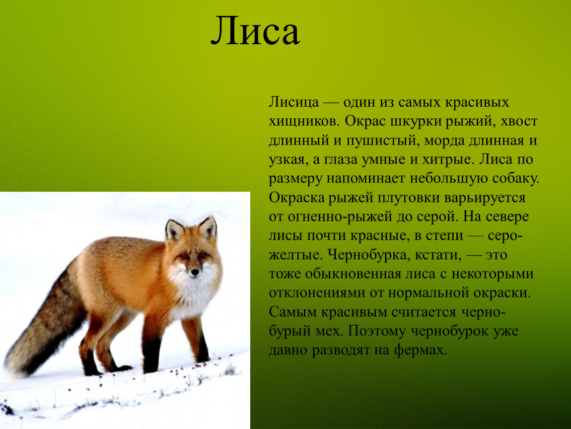 Лисица 1