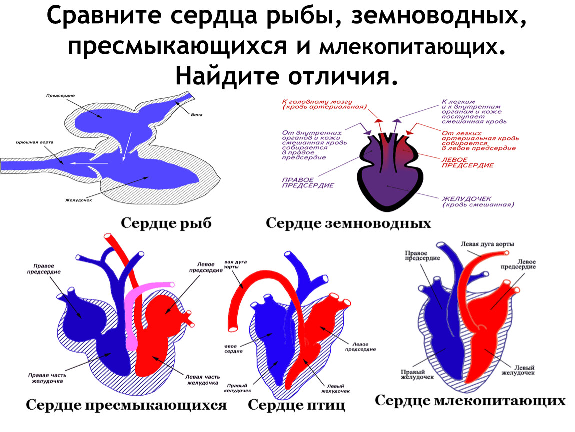 Сердцем отличай. Строение сердца земноводных. Строение сердца млекопитающих. Кровеносная система пресмыкающихся 7 класс таблица. Строение сердца рыбы земноводные пресмыкающиеся птицы млекопитающие.