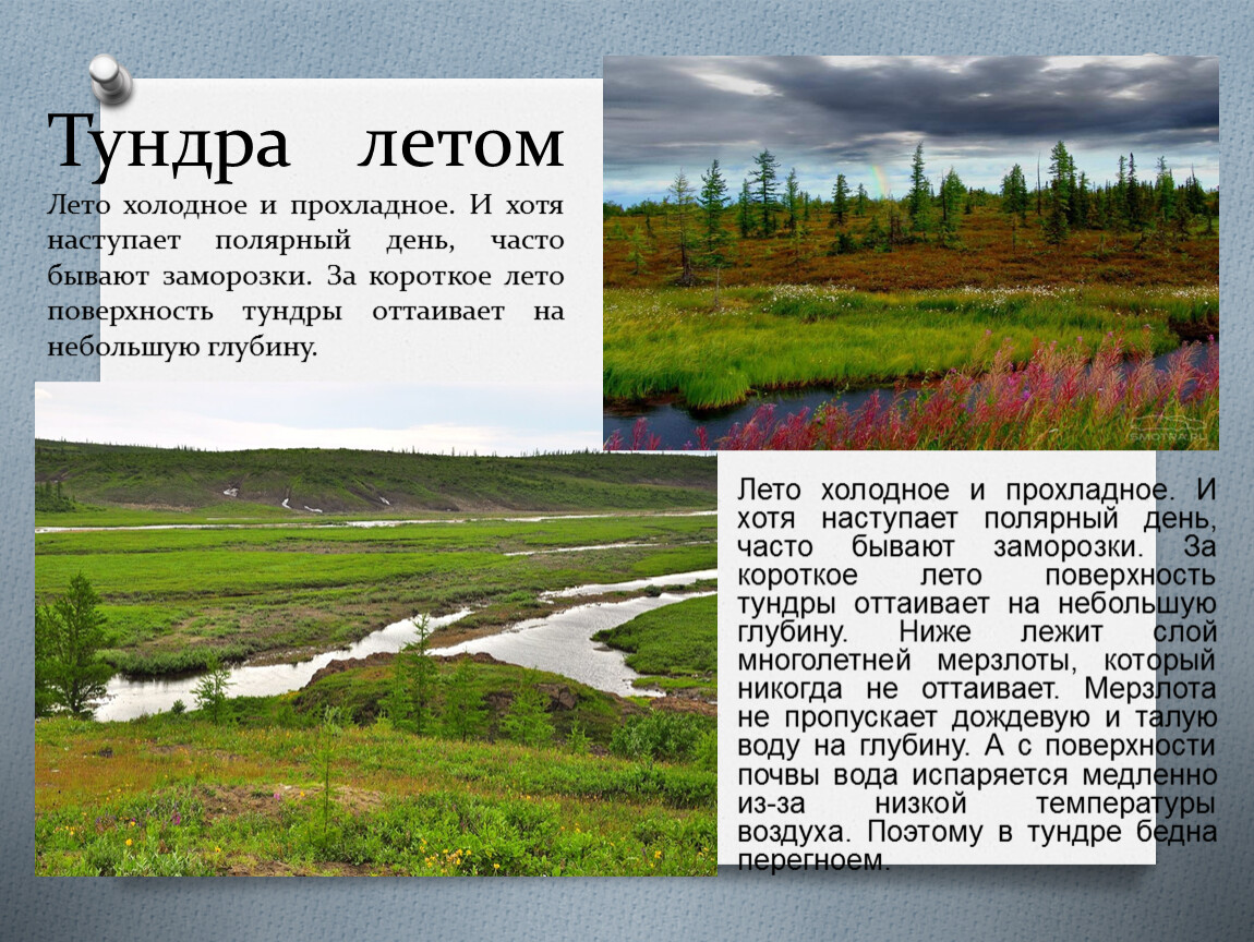 Описание тундры. Тундра летом рассказ. Короткое лето в тундре. Города тундры России.