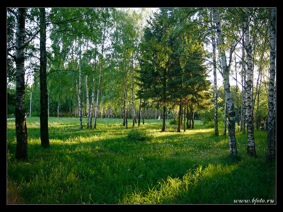 Описание фотографии природа. Лес Ивановской области. Леса Ивановской области. Природа средней полосы летом. На Лесной опушке.