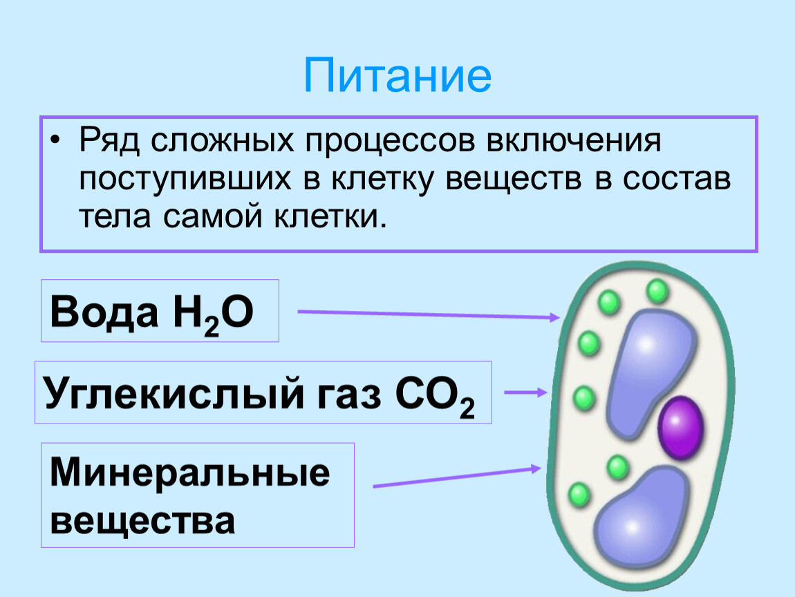 Какие бывают процессы в биологии 6 класс. Процессы жизнедеятельности растительной клетки 6 класс биология. Процессы жизнедеятельности клетки 5 класс биология. Питание клетки 5 класс биология. Питание растительной клетки 6 класс.