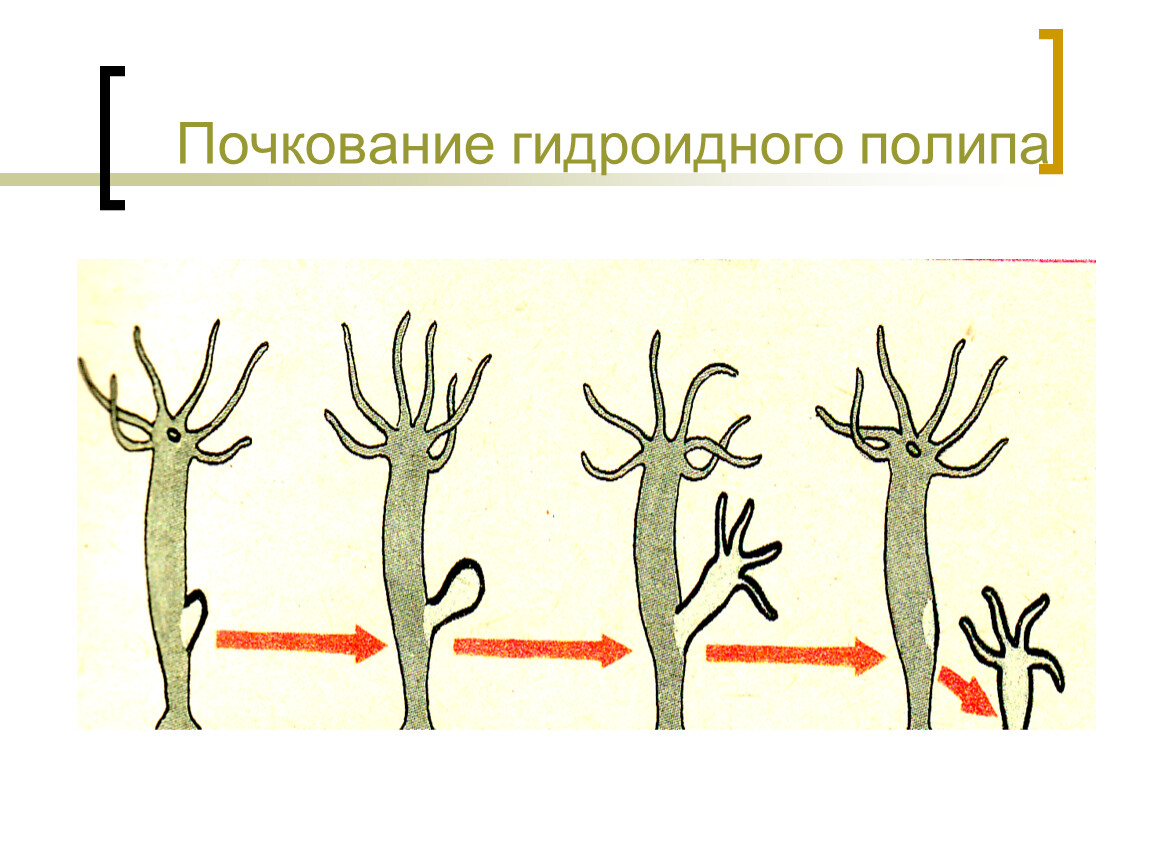 Почкование кишечнополостных. Размножение гидроидных почкование. Бесполое размножение почкование коралловые полипы. Полип гидра размножение. Бесполое размножение гидры.