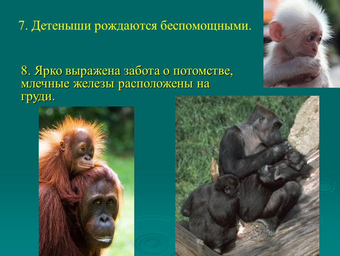 В чем выражается забота родителей о потомстве. Приматы отряды млекопитающих. Отряд приматы 7 класс. Презентация на тему обезьяны. Приматы презентация.