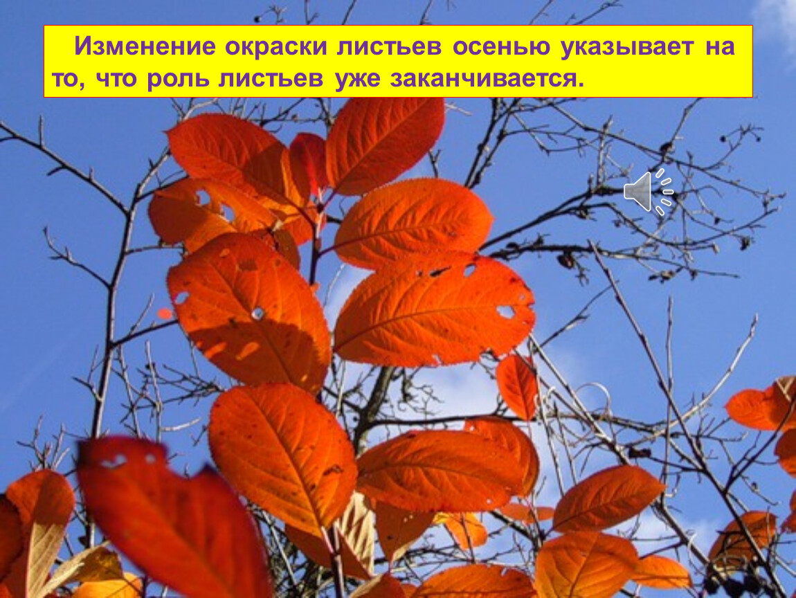 Отчего изменяется окраска листьев. Осенняя окраска листьев. Изменение окраски листьев. Листья меняют окраску. Листья осенью окраска.