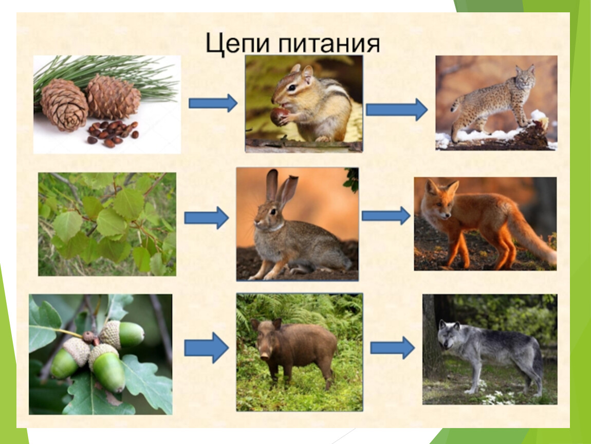 Составь схему цепи питания характерной для лесного сообщества вашего края 4 класс окружающий мир