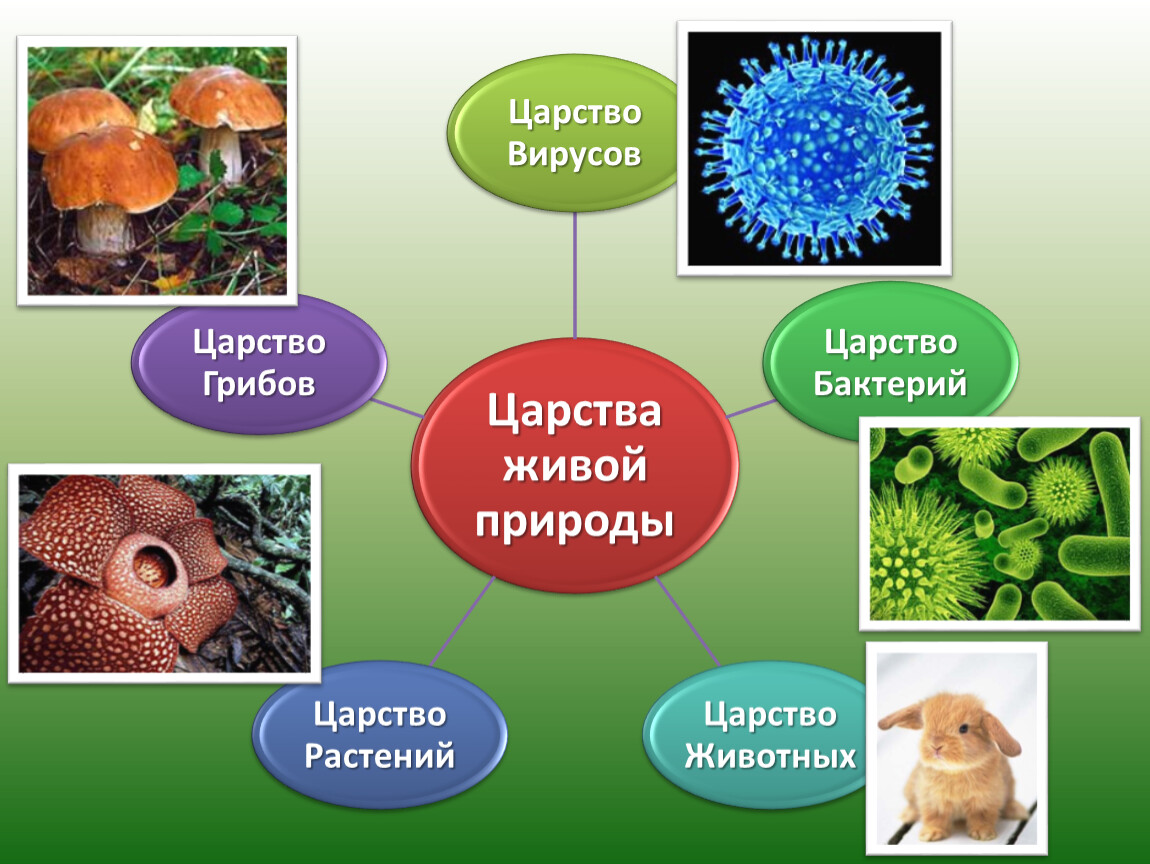 Царство бактерии грибы растения