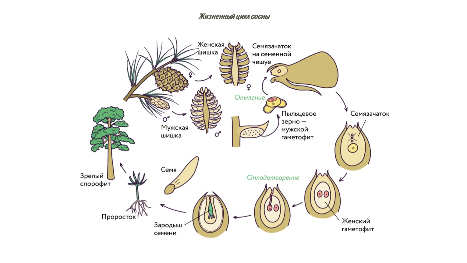 Хвойные егэ. Цикл развития сосны. Жизненный цикл растений схема ЕГЭ. Микроспорогенез голосеменных растений. Строение семязачатка голосеменных.