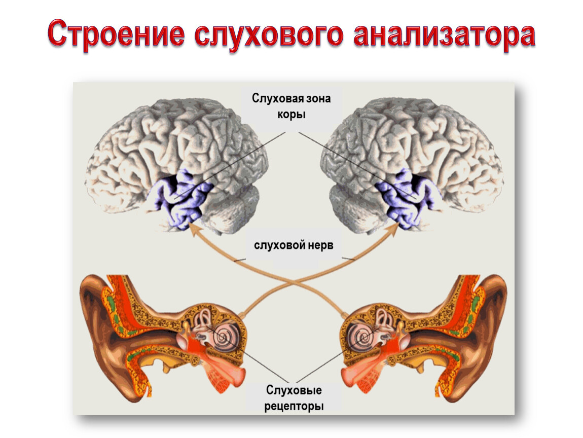 Кору рецепторы. Основные звенья слухового анализатора схема. Схема периферического отдела слухового анализатора. Расположение центрального отдела слухового анализатора. Основные зыень слкхового анадищатора.