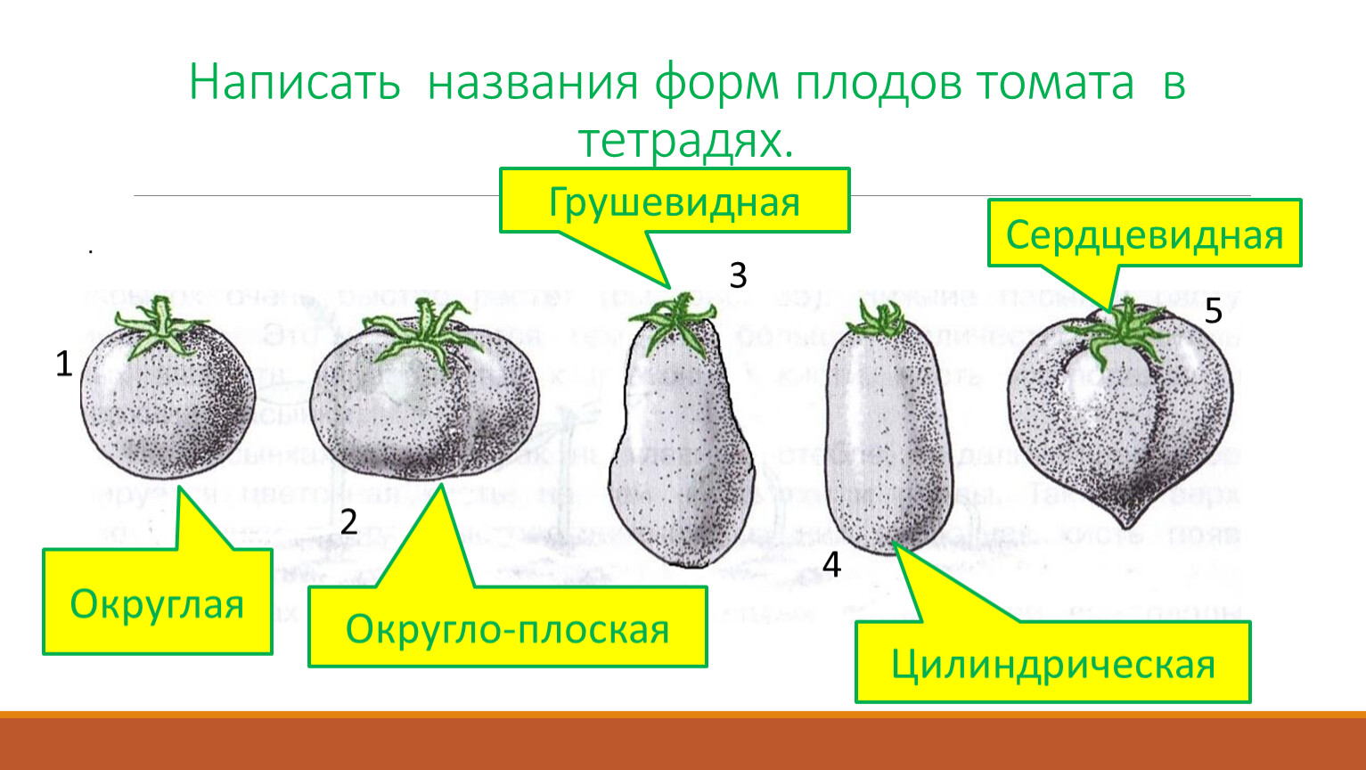 Форма плода томата