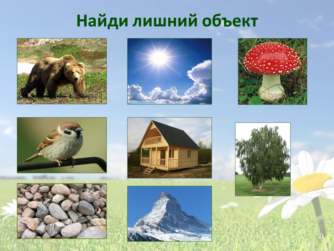 Россия живая неживая природа. Объекты живой природы. Живая и неживая природа. Живая и не мивая природа. Природный и рукотворный мир для дошкольников.