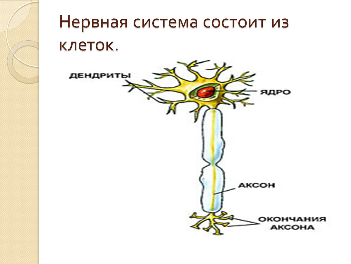 Виды нервной. Строение нервной системы животных. Нервная система состоит из клеток. Типы нервной системы биология. Типы нервных систем рисунки.