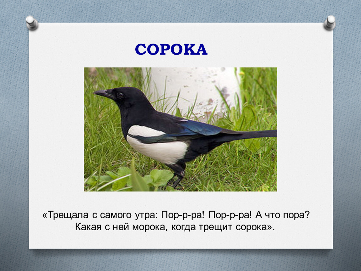 Что означает сорока. Сорока трещит. Фразеологизмы про сороку. Трещит как сорока фразеологизм. Друзья сороки.