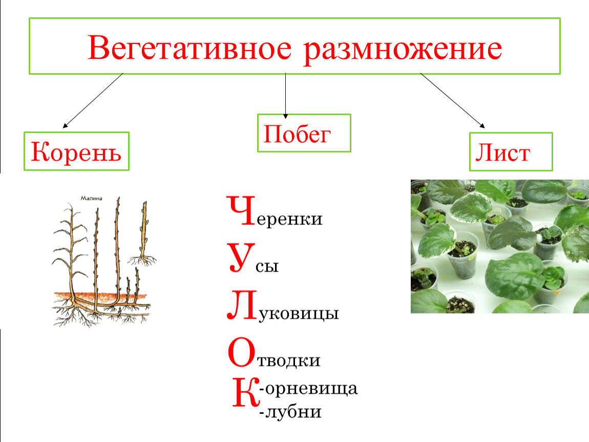Определить тип размножения. Понятие вегетативное размножение. Формы вегетативного размножения. Процесс вегетативного размножения растений. 3 Способа вегетативного размножения растений.