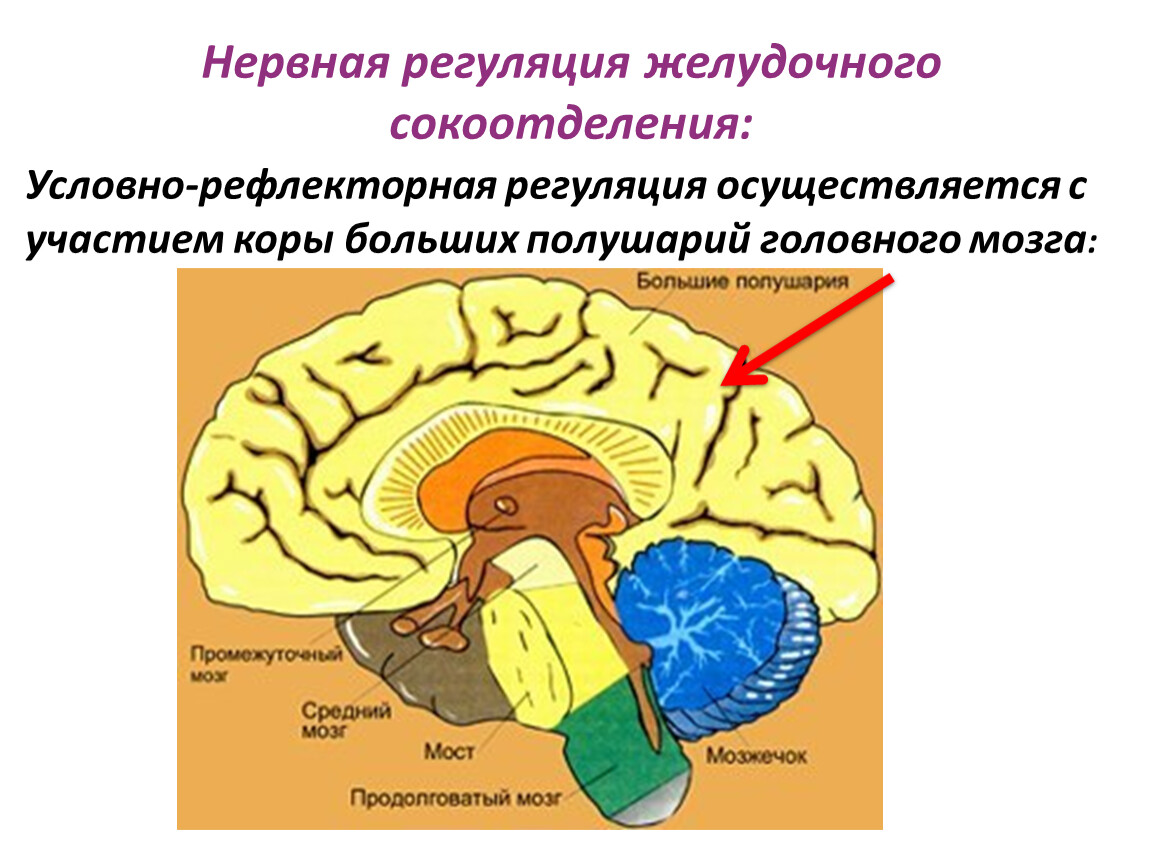 Передний мозг центр регуляции. Рефлексы коры больших полушарий. Условно рефлекторная регуляция пищеварения. Условно-рефлекторная деятельность головного мозга. Условные рефлексы больших полушарий.