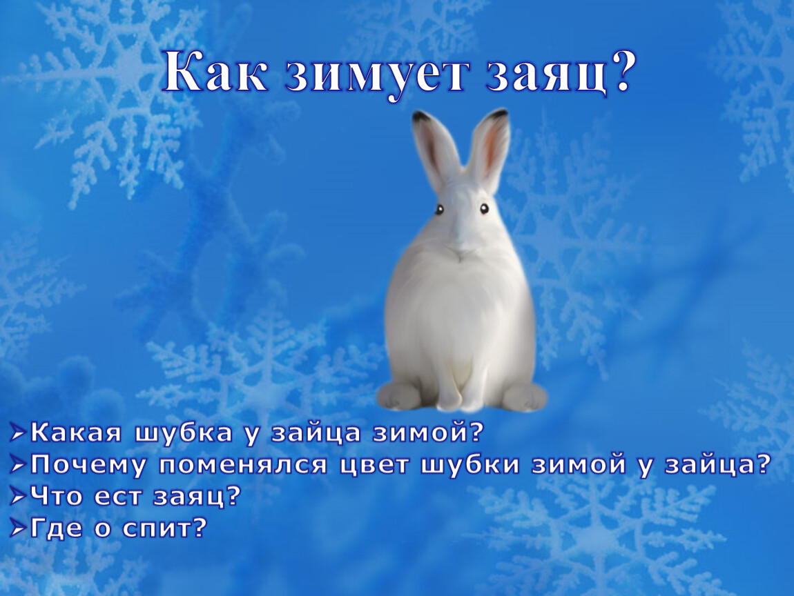 Год зайца какие. Как заяц зиму проводит. Зимняя шубка у зайца какого цвета.