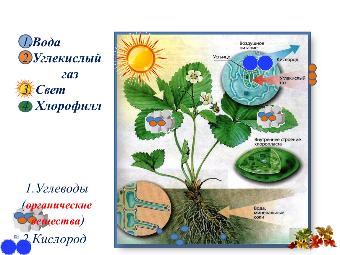 Углекислый газ вода углевод кислород. Фотосинтез растений 6 класс биология. Фотосинтез 6 класс биология. Фотосинтез это в биологии 6. Схема фотосинтеза 6.