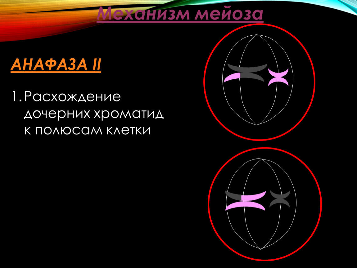Расхождение хроматид к полюсам клетки. Расхождение дочерних хроматид к полюсам клетки. Дочерние звезды. Расхождение дочерних хроматид.