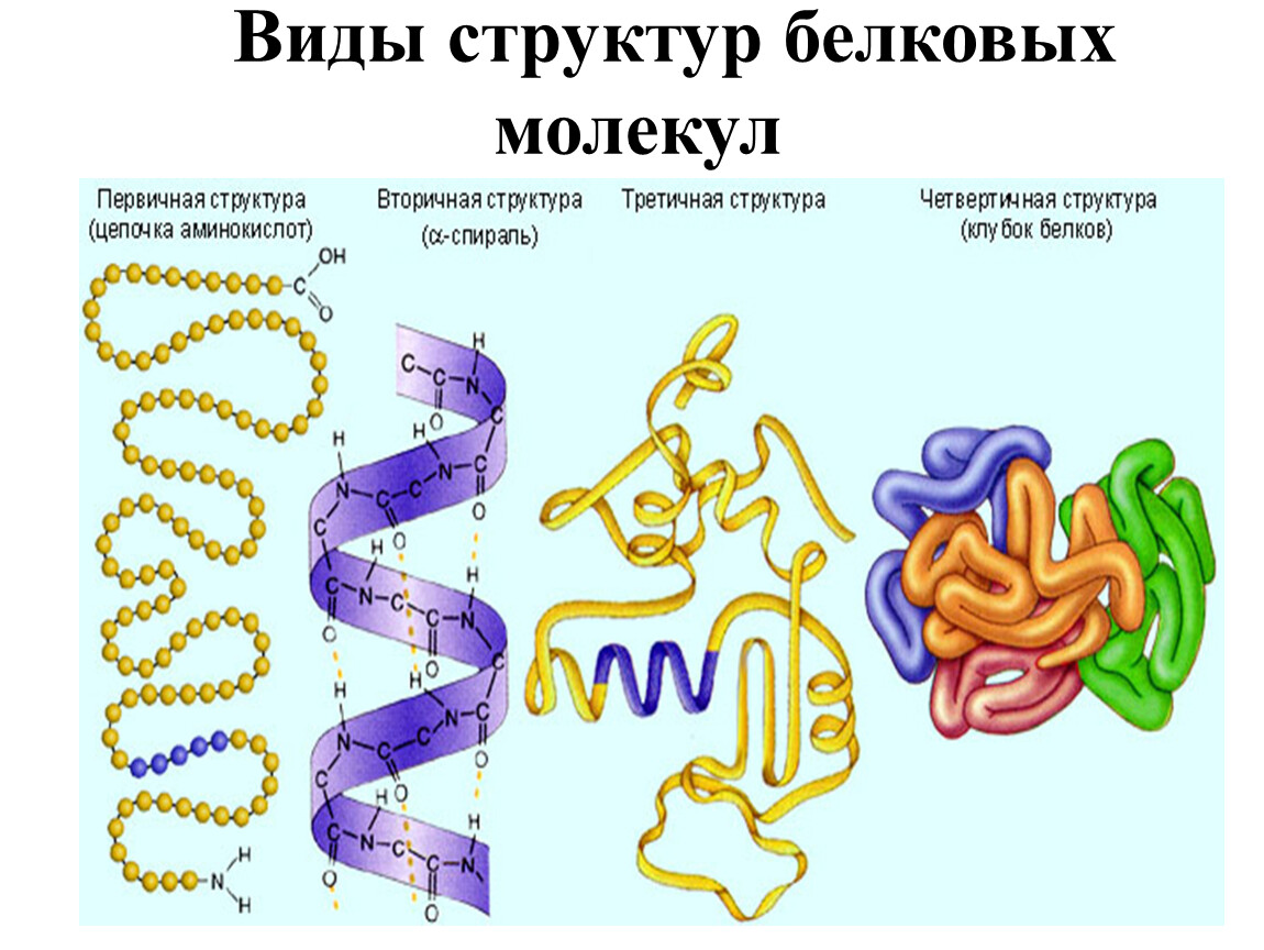 Молекулы белков отличаются
