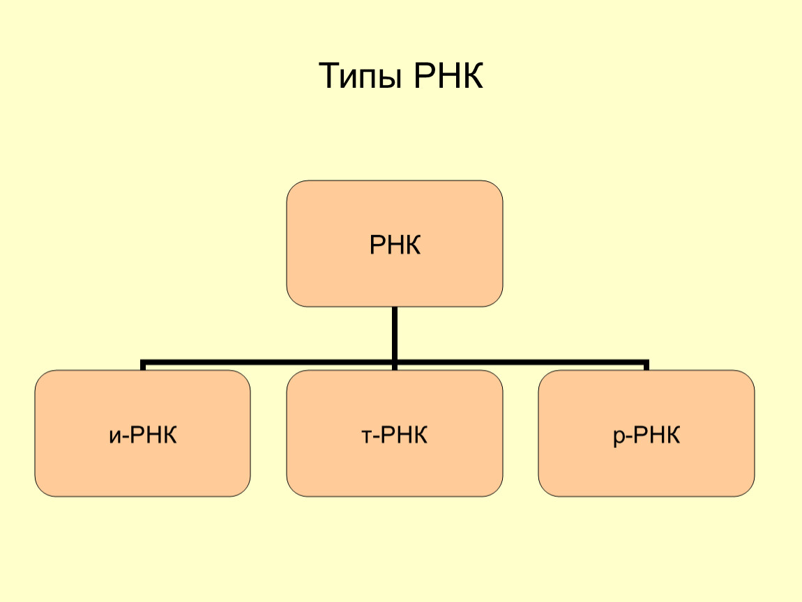 Типы рнк. РНК делится на 3 вида. Разные типы РНК отличаются. РНК бывает трех видов.