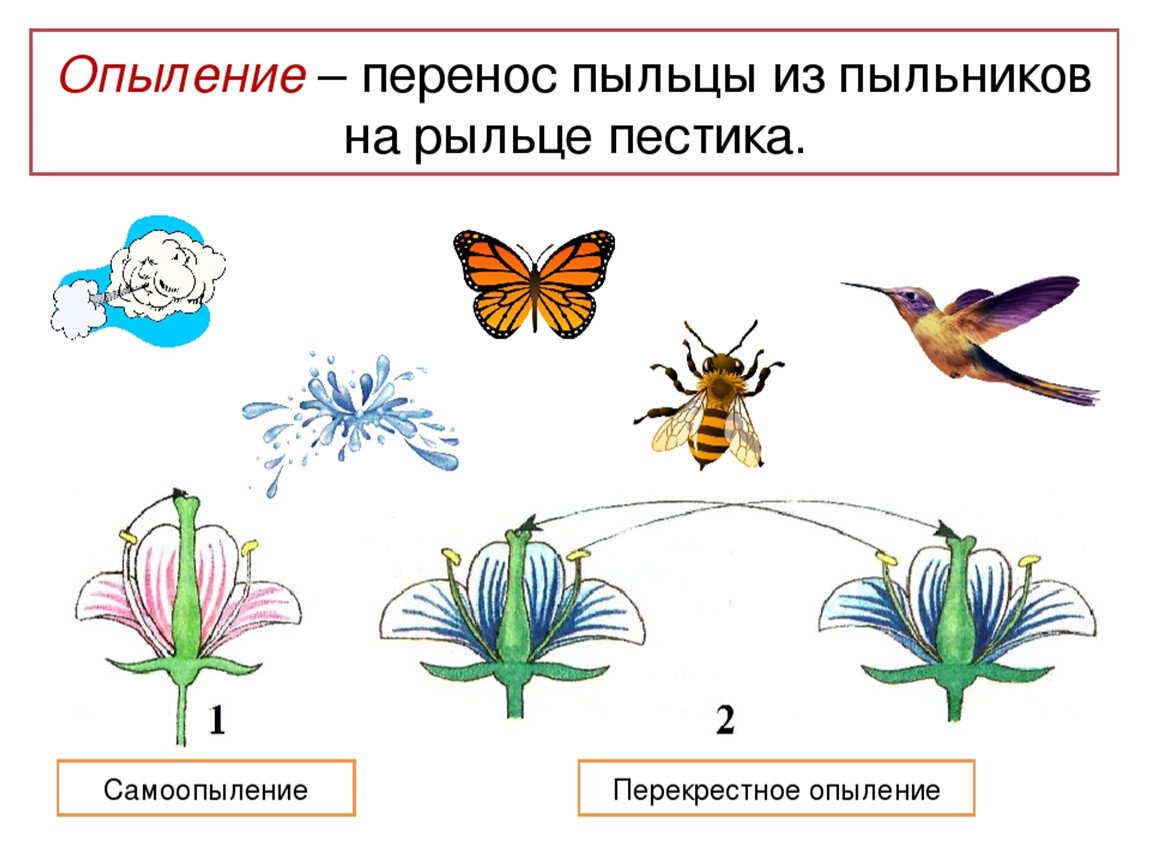Способ опыления пыльца. Опыление растений насекомыми схема. Схема типы опыления растений. Способы опыления растений схема. Схема опыления растений 6 класс.