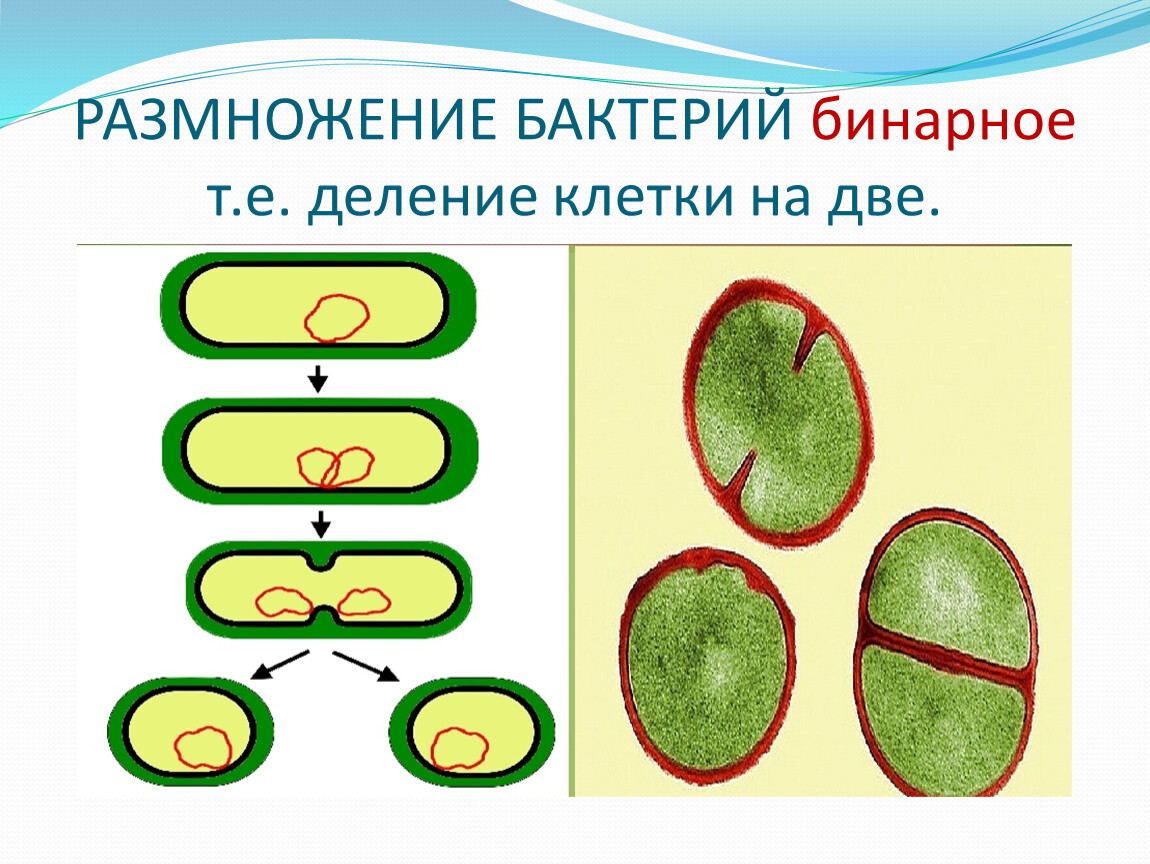 Урок размножение 9 класс. Размножение бактерий 5 класс биология. Размножение клеток бактерий. Как размножаются бактерии 5 класс биология.