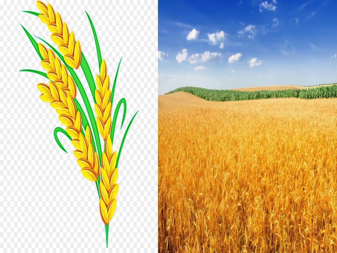Из пшеницы получается 80 процентов