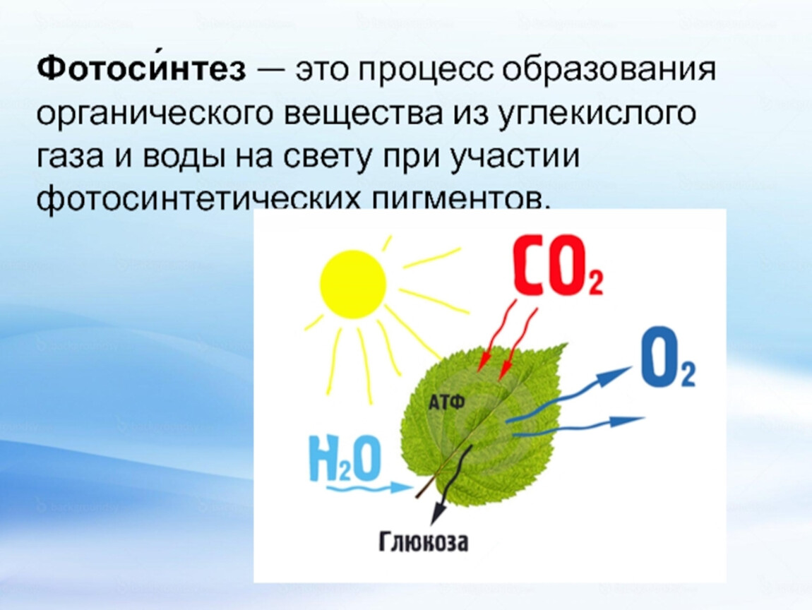 Кислород углекислый газ вода солнечный свет. Фотосинтез. Процесс фотосинтеза. Процесс фотосинтеза рисунок. Схема процесса фотосинтеза.